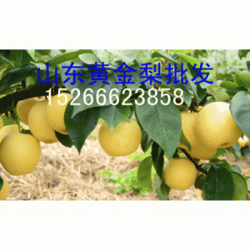 今日山东黄金梨皇 梨产地价格