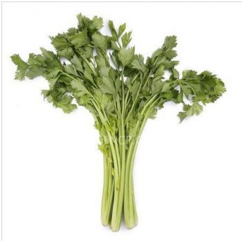 新鲜蔬菜绿色优质西芹